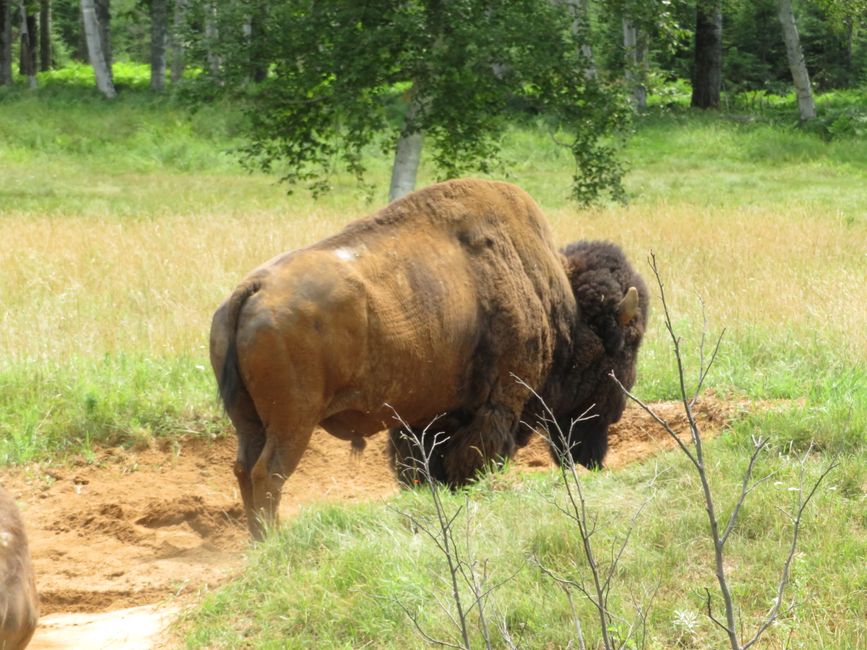 Bison (Zoo Sauvage)