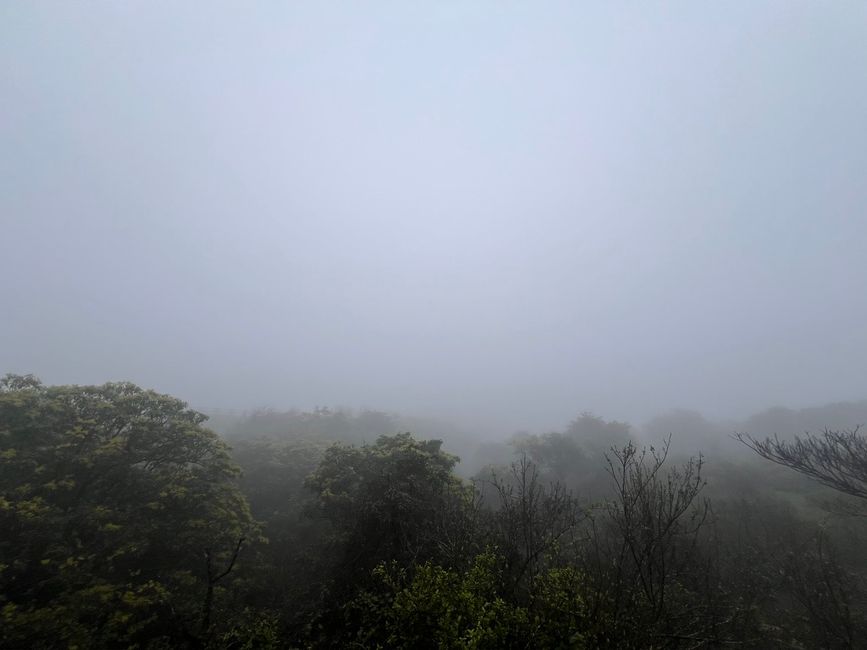 Nebel und Blumen