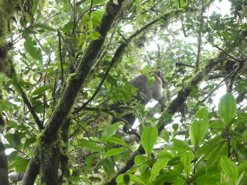 Nasenbär, Monteverde Reservat