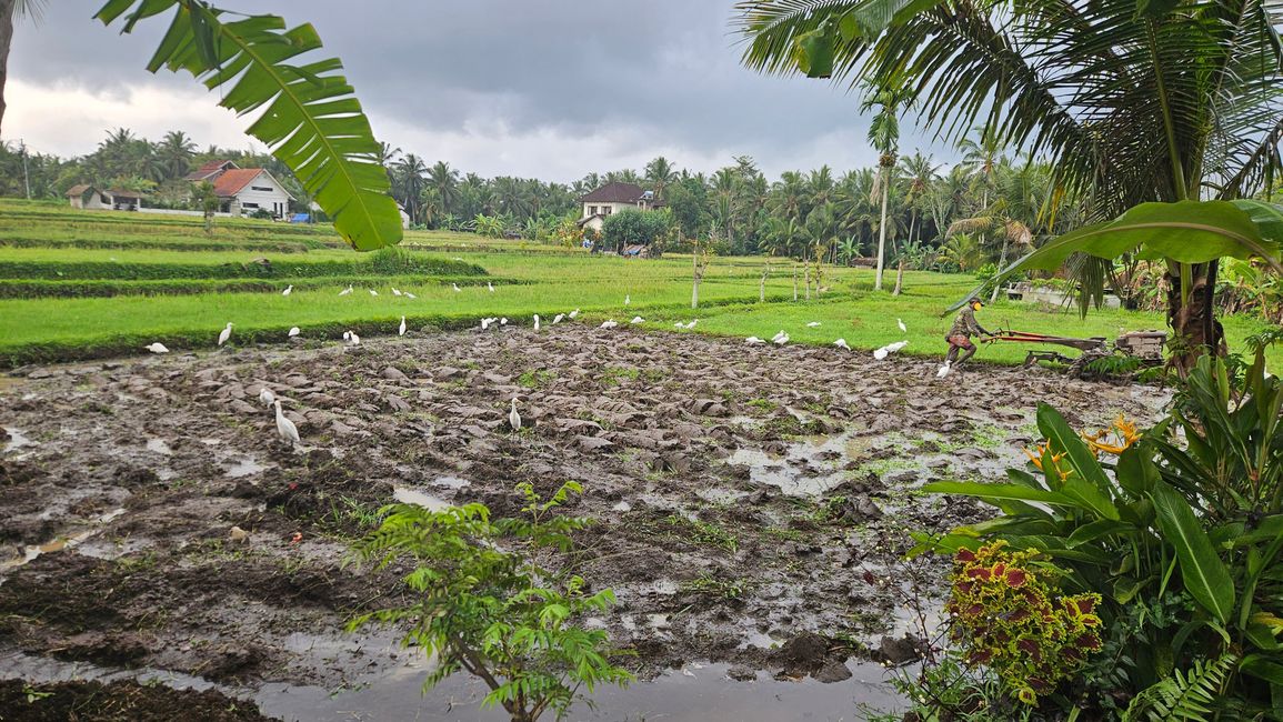 Ubud