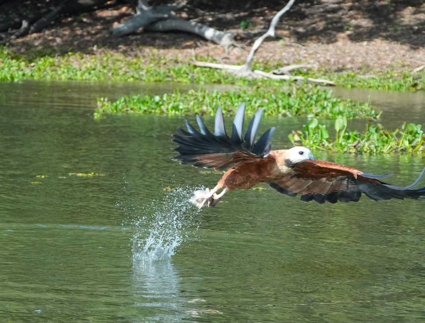Excursión en barco en el Pantanal