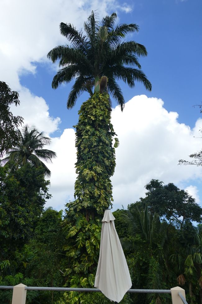 Ultimo giorno a St. Lucia