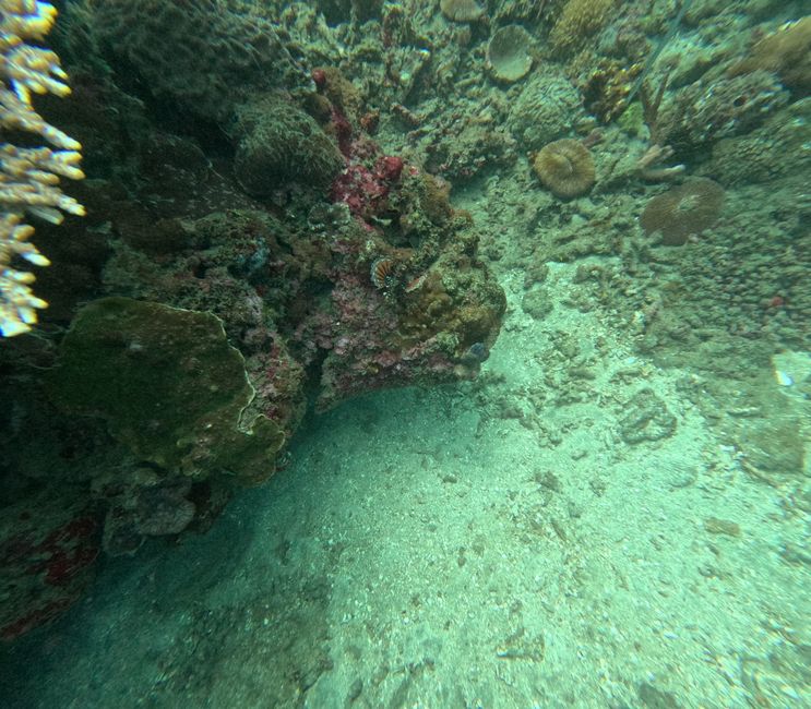 Tag 20: Il mondo sottomarino di Bali