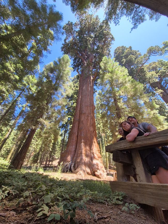 Parc national de Séquoia - Forêt géante