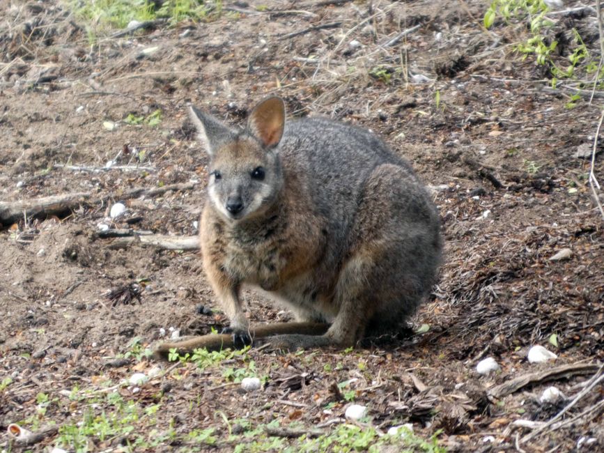 Kingscote - Victor Harbor - Hahndorf