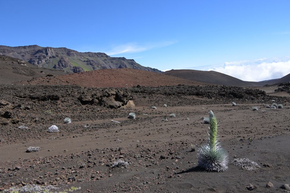 Volcan Haleakala - Randonnée dans le cratère - Épée d'argent