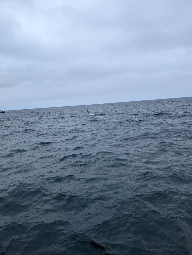 Kaikoura-Kopfschmerz