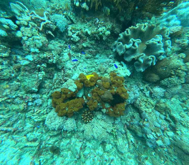 Tag 20: Il mondo sottomarino di Bali