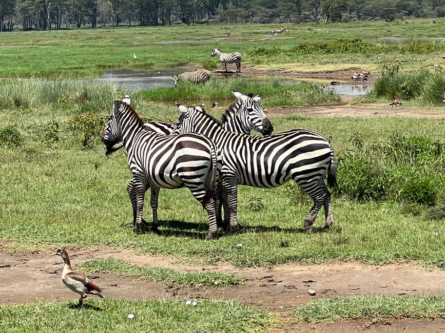 Flamingo tented camp at Lake Nakuru
