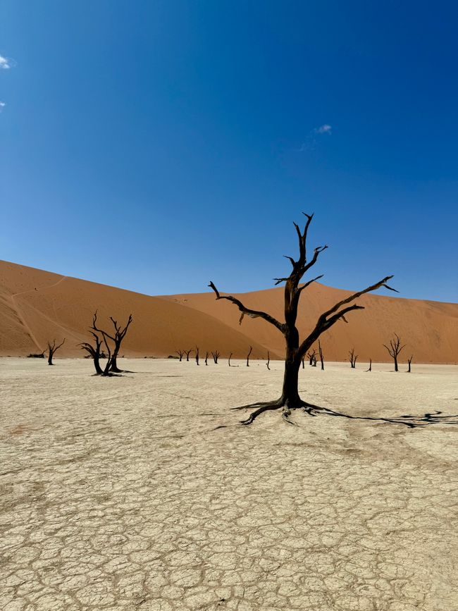 Namibia 2k25 🦓🏜️🐘