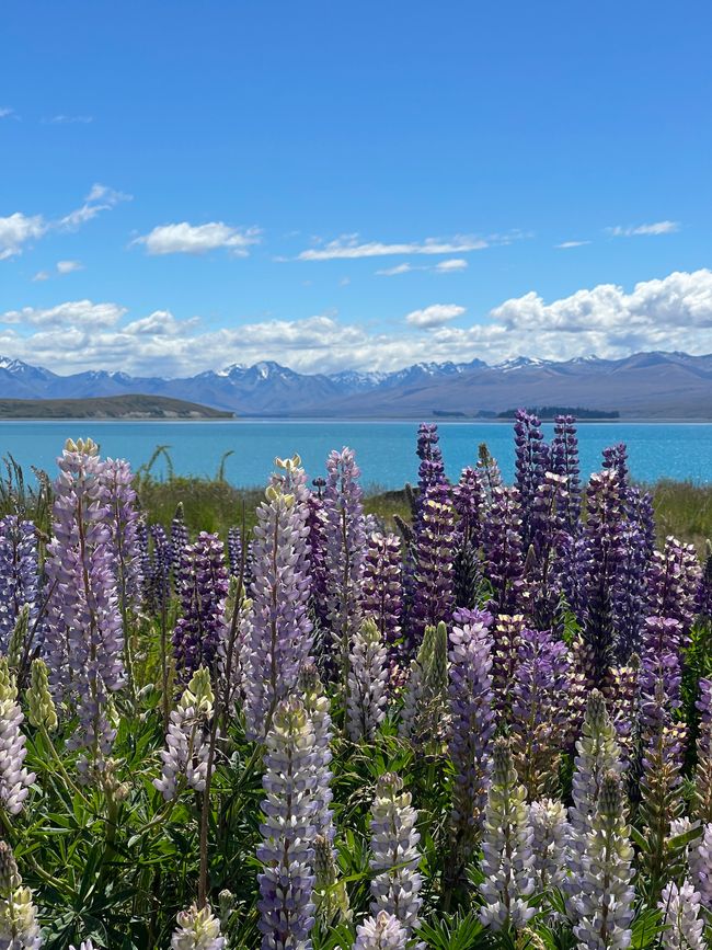 Woche 10 - Lake Tekapo, Kaikoura + Christchurch