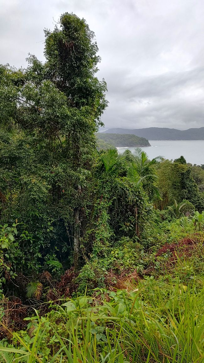 Brasil, Fortaleza Sendero del Bosque Tropical