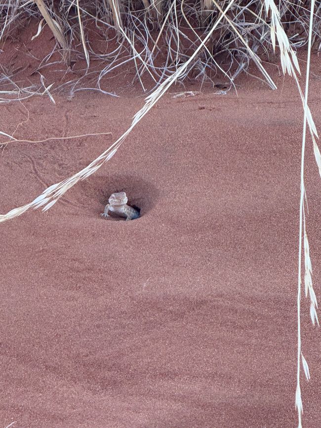 Namibia 2k25 🦓🏜️🐘