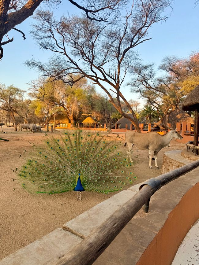 Namibia 2k25 🦓🏜️🐘