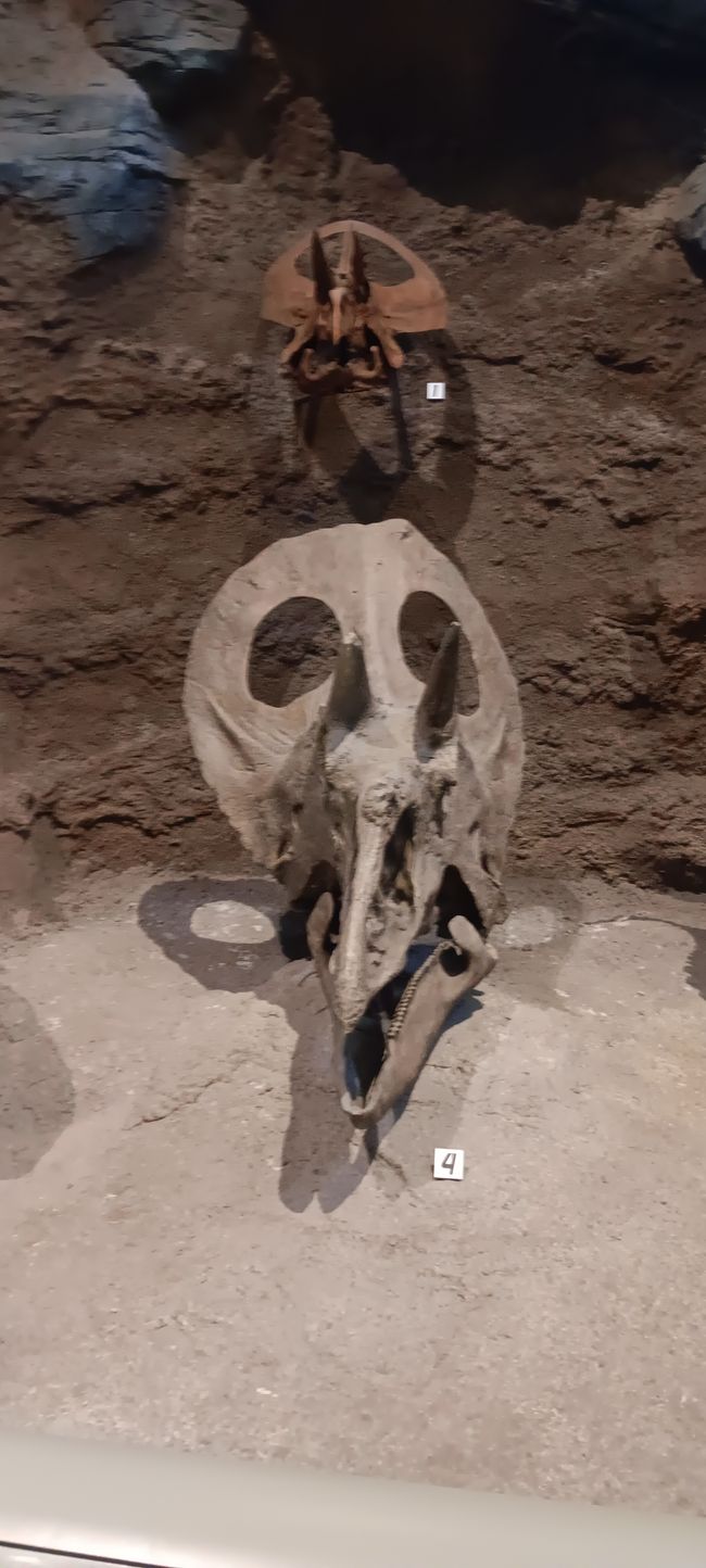 Museum of Natural History I