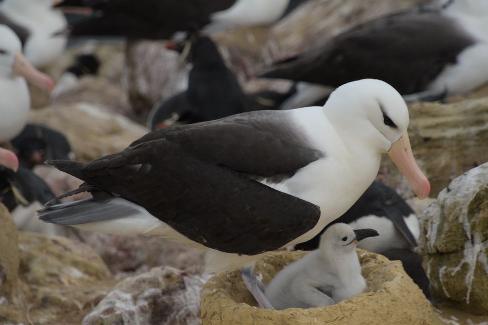 Schwarzbrauen-Albatrosse / Black-browed albatrosses