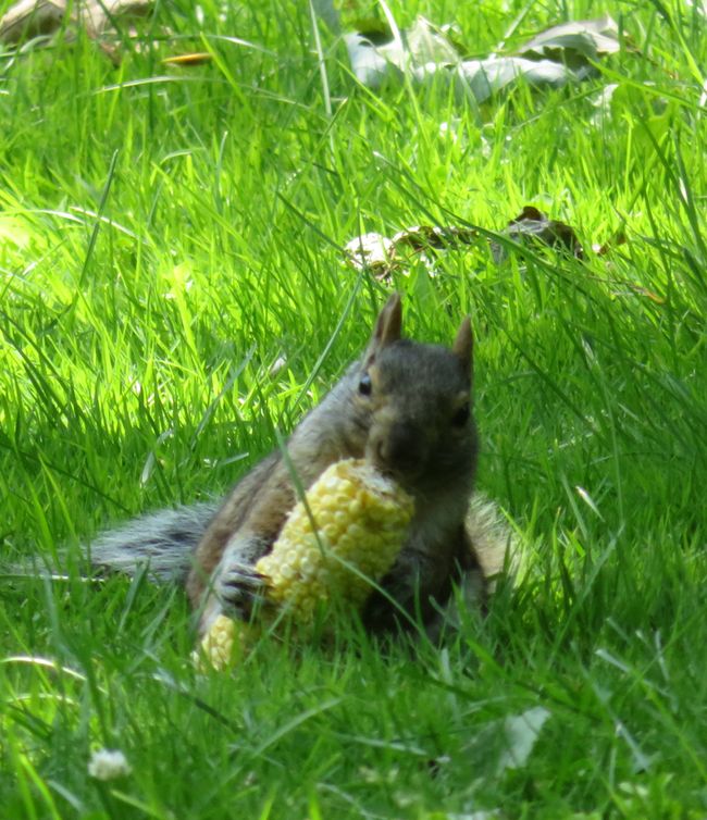 Grauhörnchen