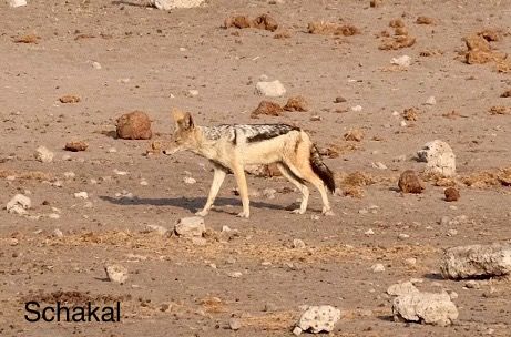 Etosha - Katzentag