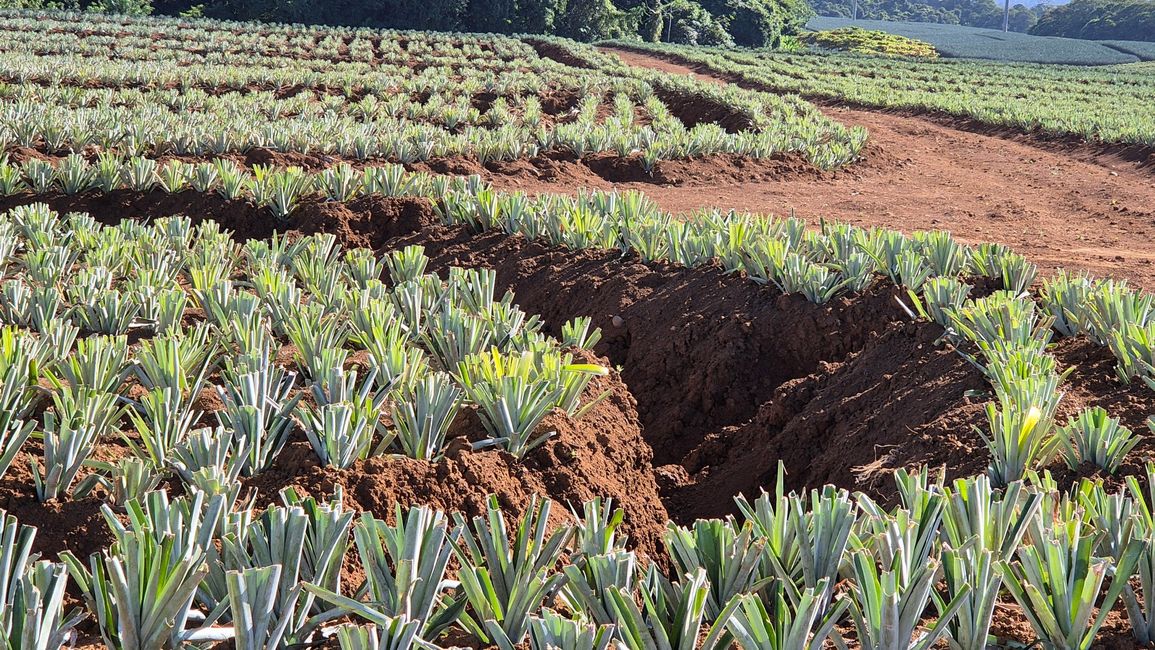Replantaciones