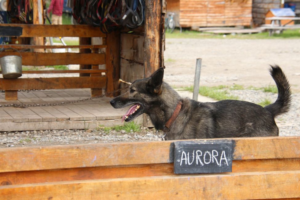 Etiqueta 21: Alrededor de Whitehorse: Cachorros de husky, Lago Esmeralda y el desierto más pequeño del mundo