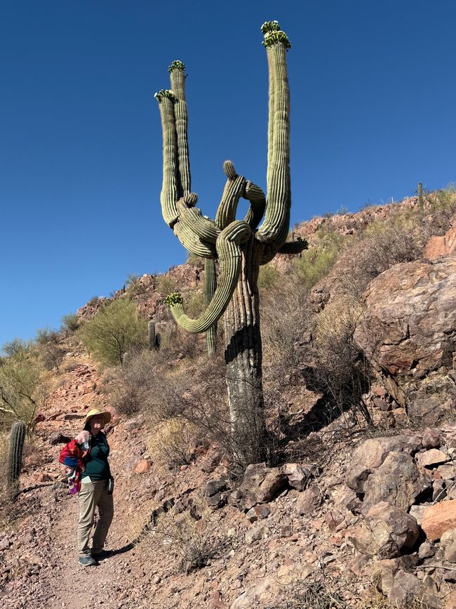 2 x Saguaro