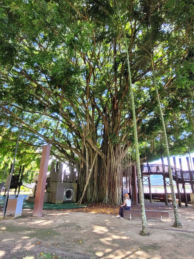 Día 103 de 175: Crucero alrededor del mundo - Cairns/Australia