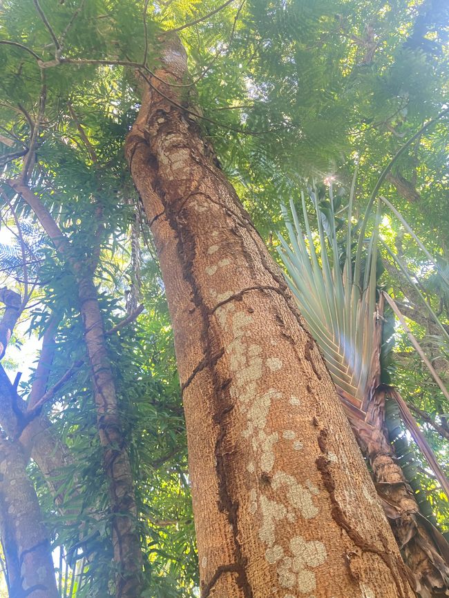 Paraíso insular Nosy Be