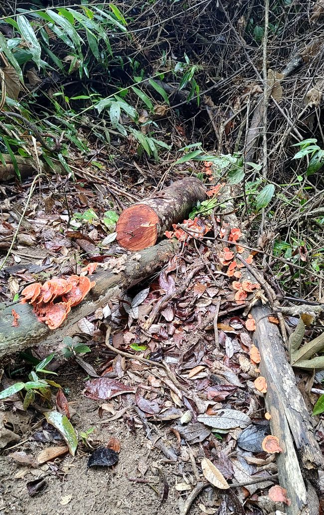 Brasil, Fortaleza Sendero del Bosque Tropical