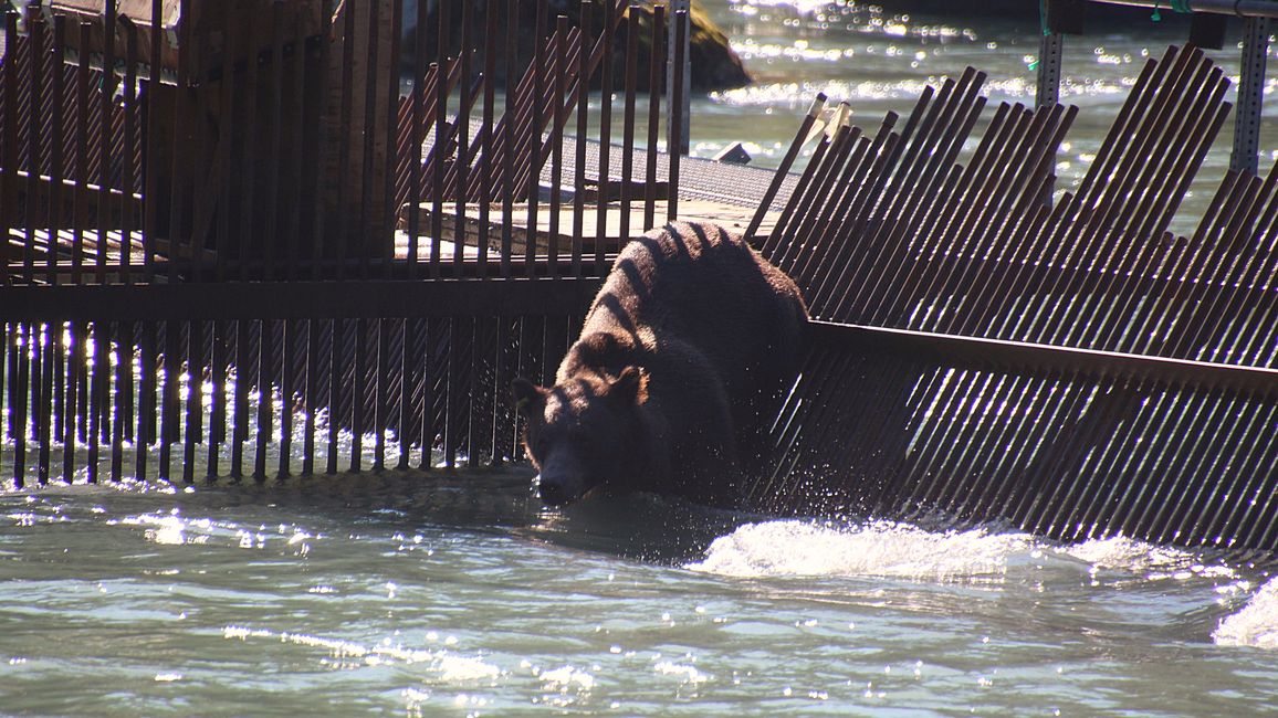 Day 27: Bear Show & Fantastic Mountain Worlds - back to Yukon/Canada