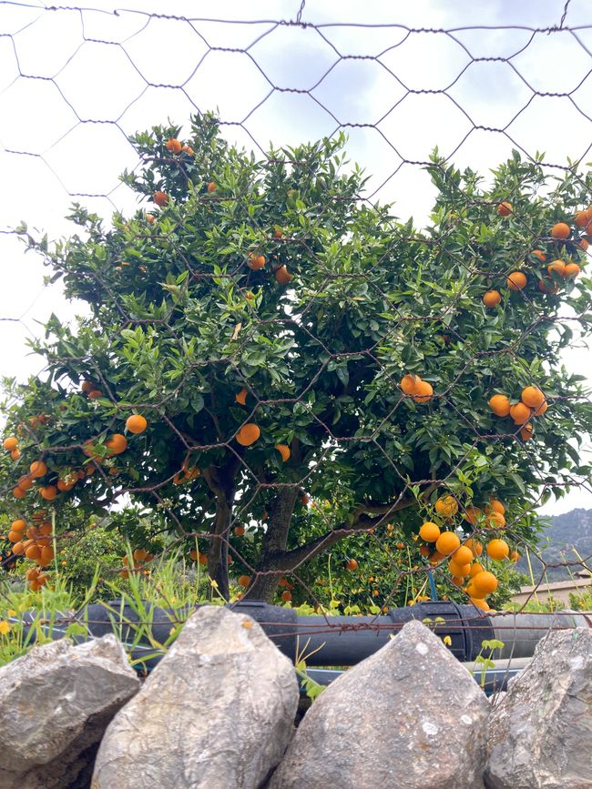 Fornalutx… heißt übersetzt, bestimmt- „steile Treppen“