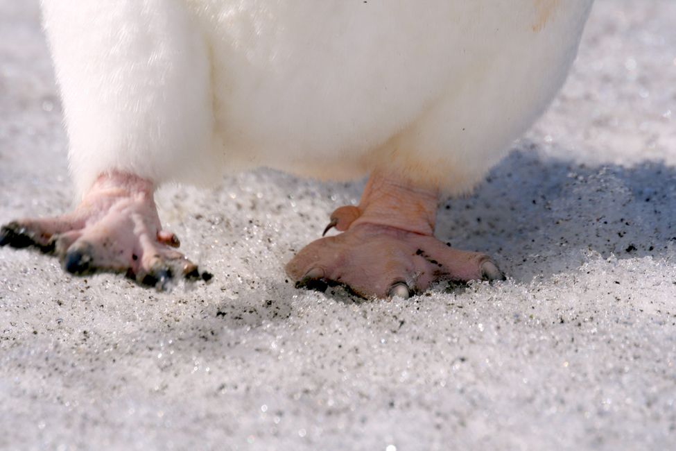 Les pieds de l'Adélie