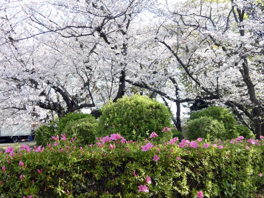Fukuoka, 5 avril 2026