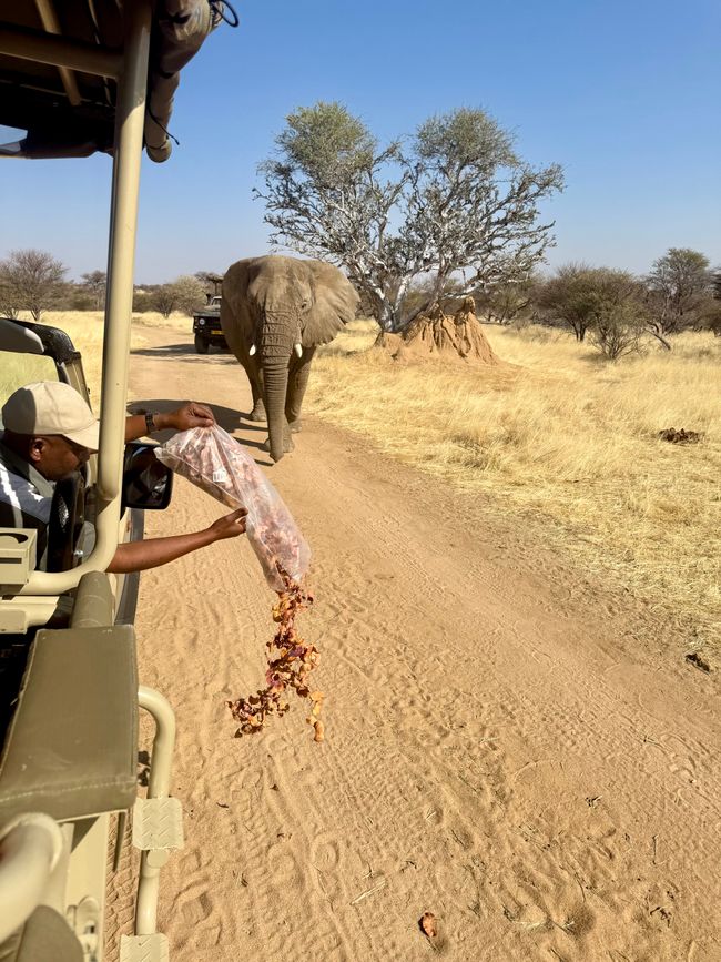 Namibia 2k25 🦓🏜️🐘