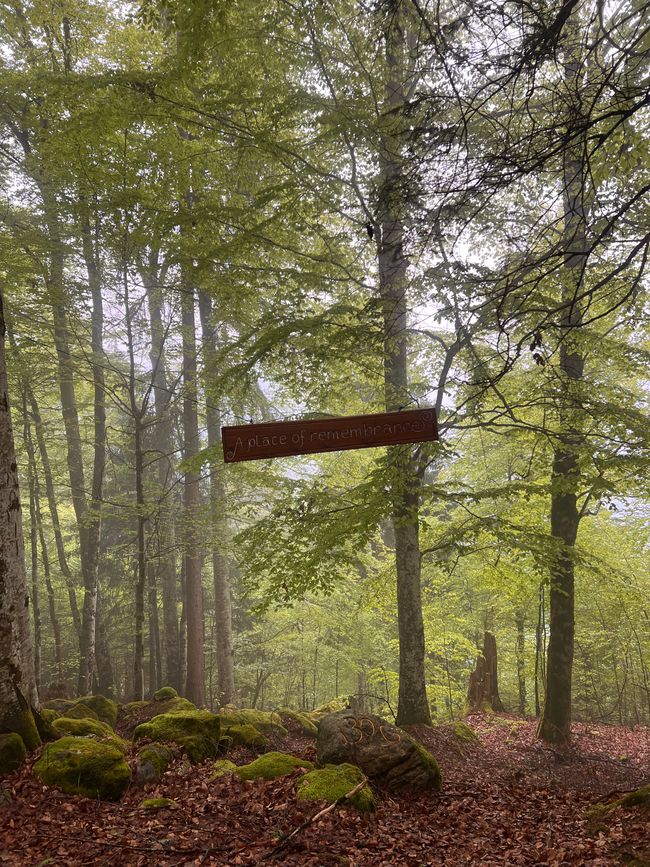 Kleines Wäldchen auf der Schweibenalp