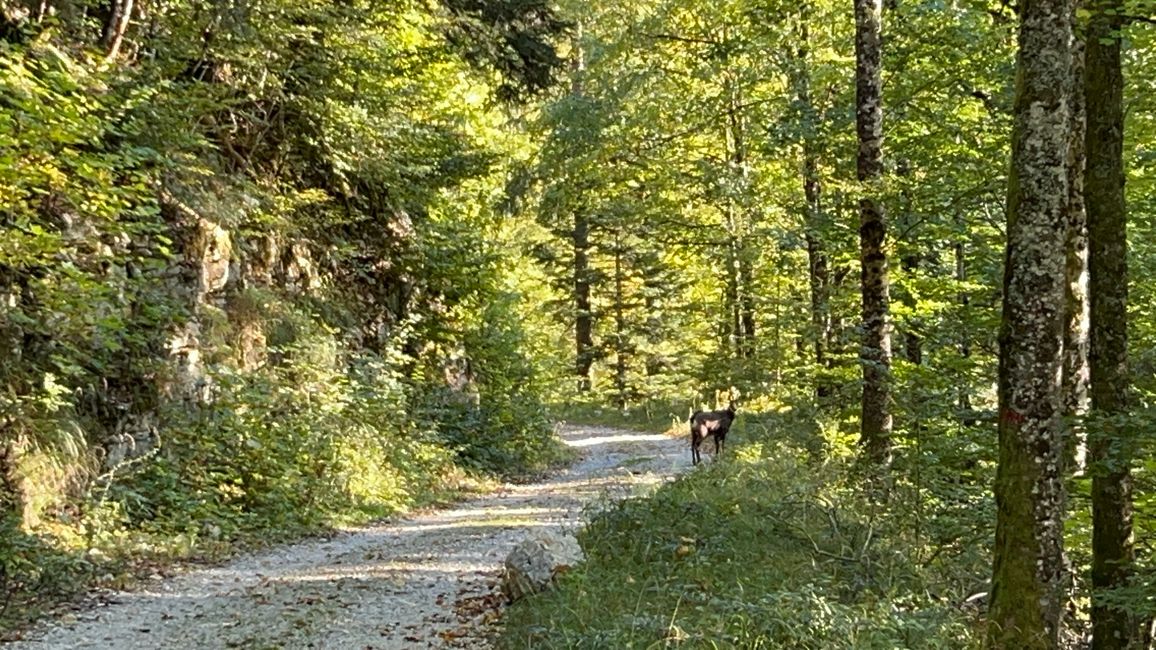 Tierische Begegnungen 1