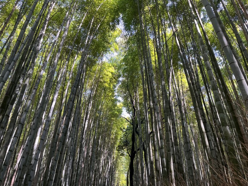 Kyoto-Domingo-06.04.25