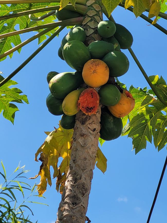 Giorno 71 e 72 di 175: Crociera intorno al mondo - Nuku'alofa/Tonga