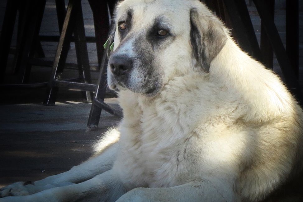KANGAL