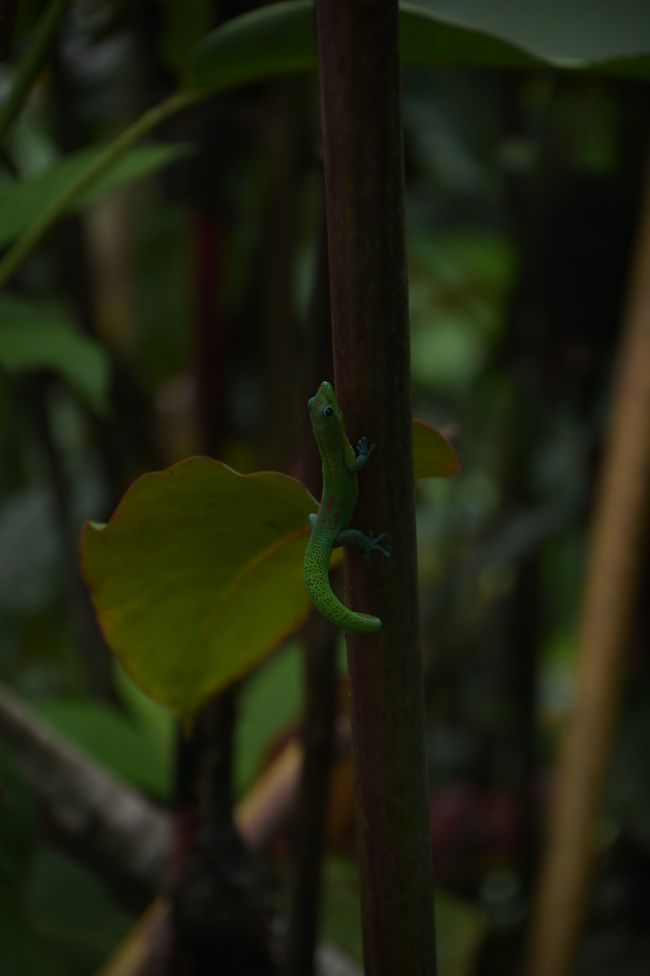 Gecko dans le parc d'État des chutes Akaka