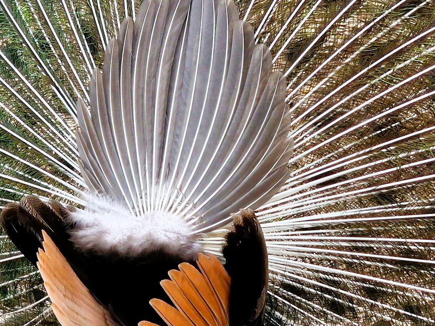 Bird Park