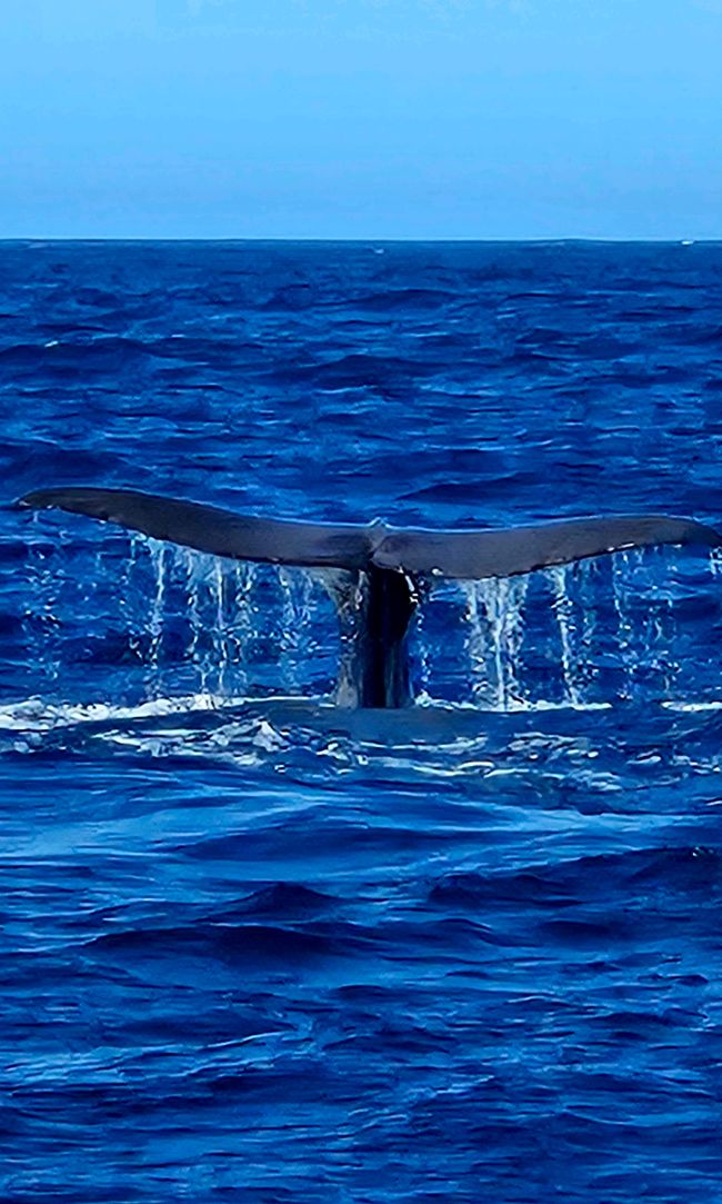 Wale gucken