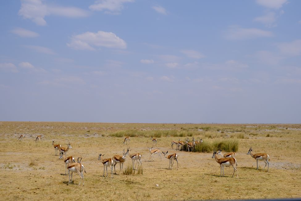 Ethosa Nationalpark 🐘🦒