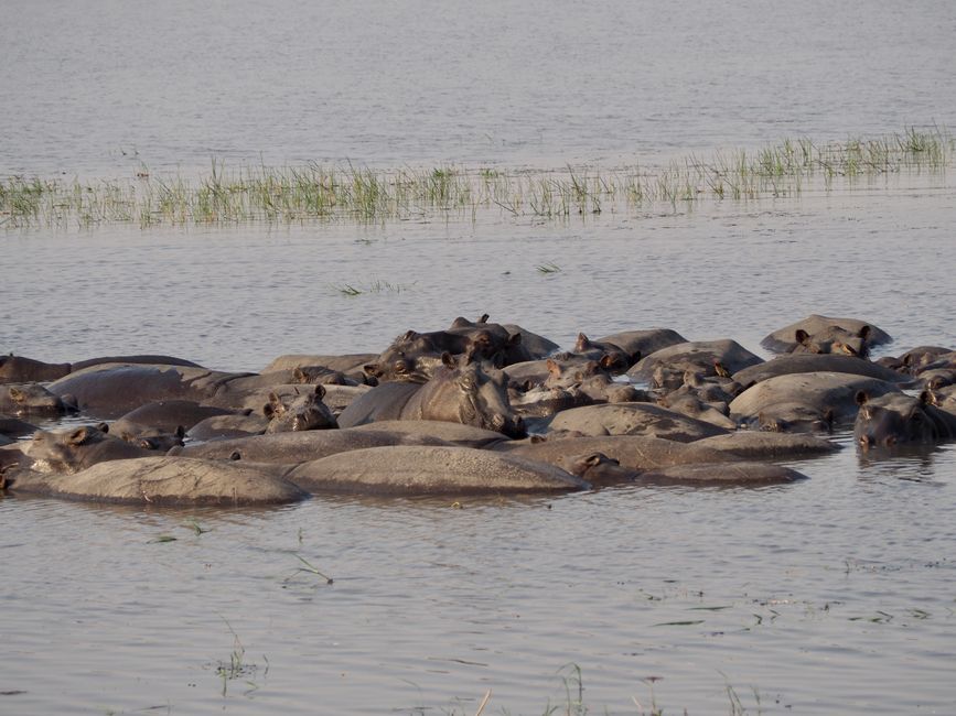 Breakfast with the Hippos