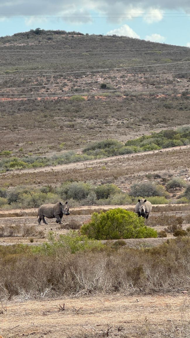 Hartenbos private Game Lodge