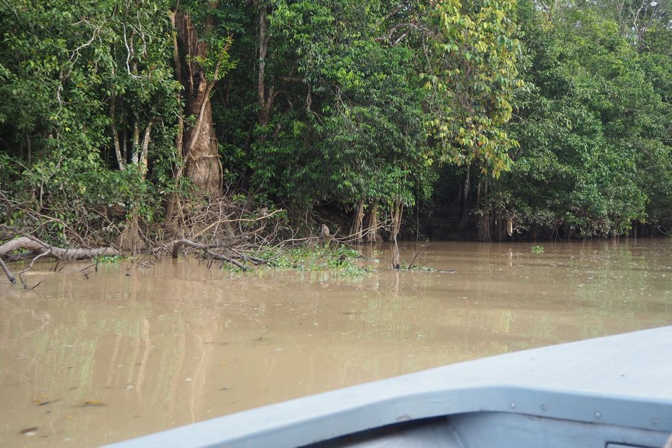3 tägige Kinabatangan River Safari/Sabah/auf Borneo 🇲🇾