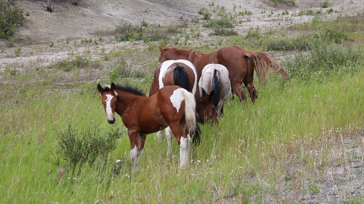 Tag 28: Kathleen Lake - Whitehorse: And Zack - there's the flat tire!