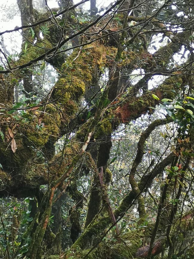 Cameron Highlands und George Town - Teeplantagen und Straßenkunst