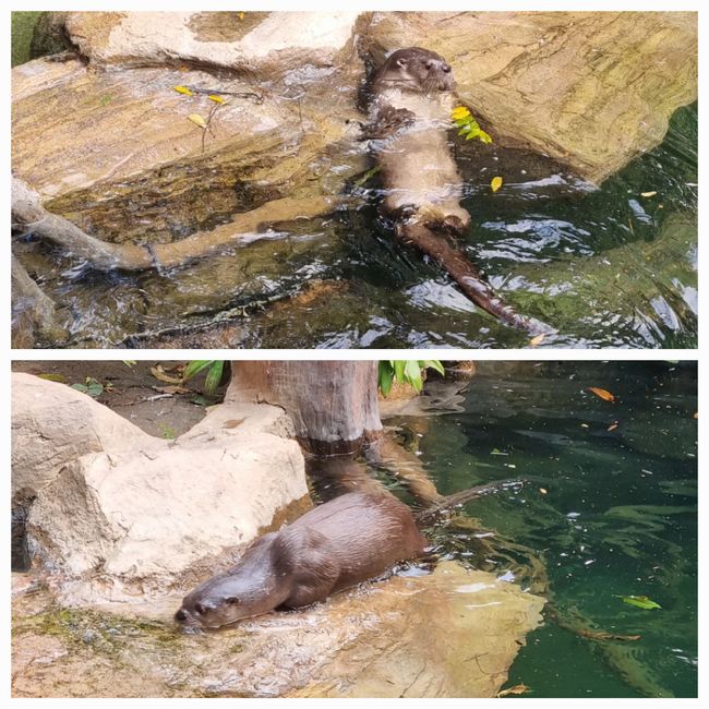 Tag drei: Zoo Aurora und Stadtteil Cayala