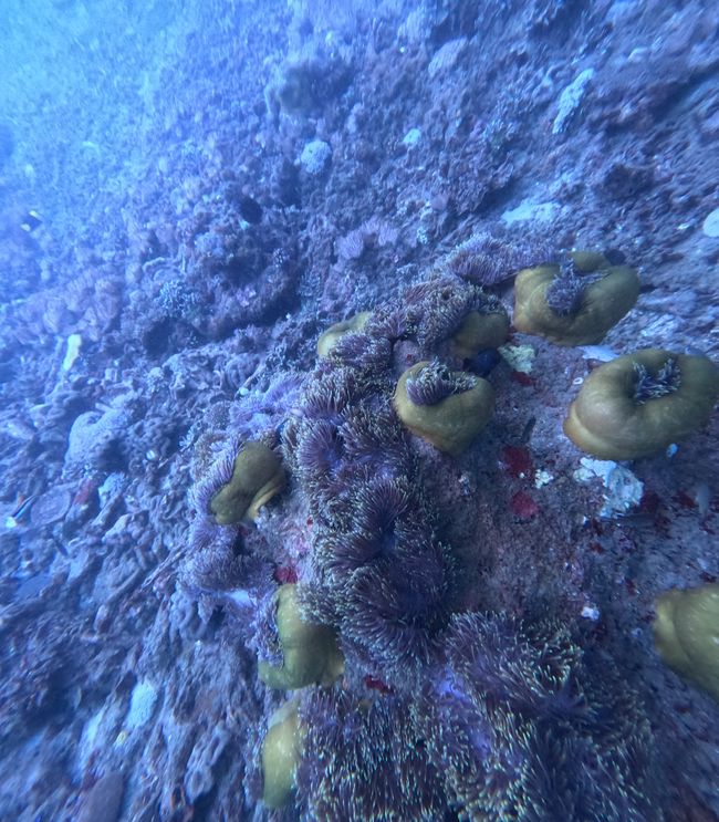 Tag 20: Il mondo sottomarino di Bali