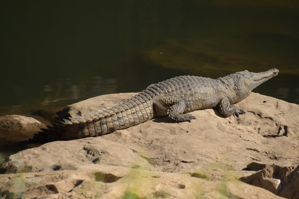 Freshwater Crocodile